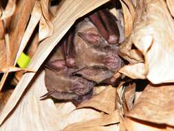 Image of Flat-faced Fruit-eating Bat