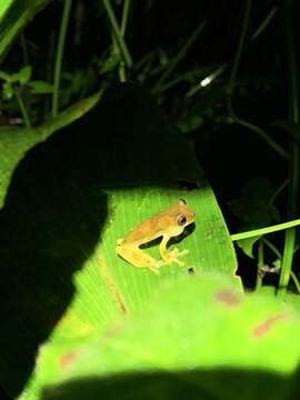 Image of Dendropsophus bokermanni (Goin 1960)