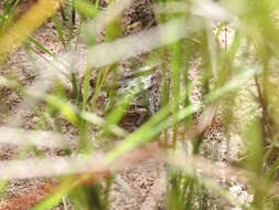 Litoria freycineti Tschudi 1838的圖片