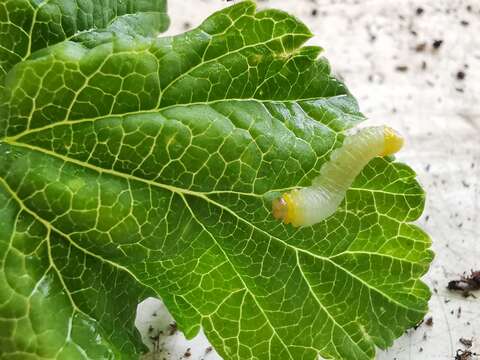 Image of Gooseberry Sawfly