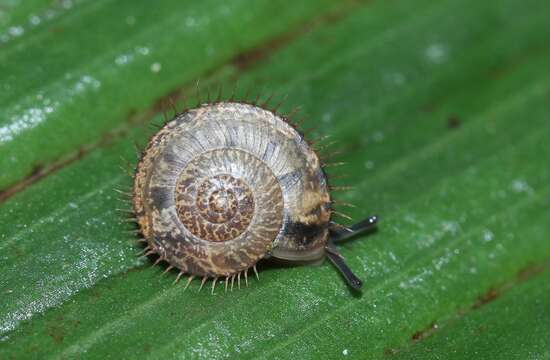 Image of Dlinza pinwheel