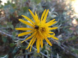 Image of Berkheya fruticosa (L.) Ehrh.