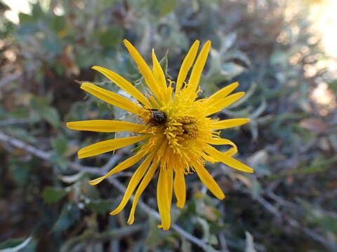 Image of Berkheya fruticosa (L.) Ehrh.