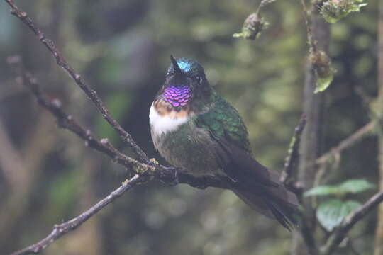 Image of Amethyst-throated Sunangel