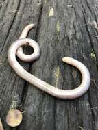 Image of Southern Blind Snake