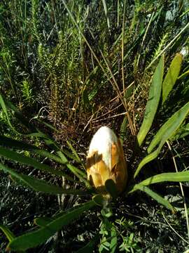 Image of Protea aspera Phillips