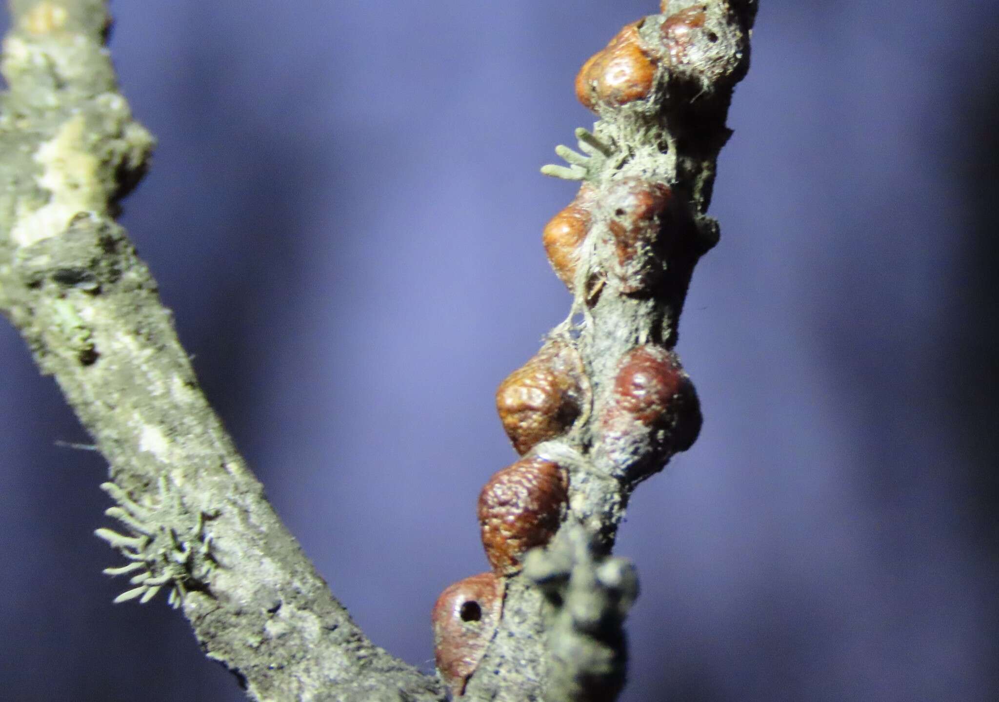 Image of Ophiocordyceps clavulata (Schwein.) Petch 1933