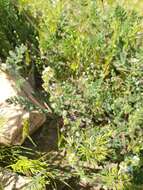 Image of sagebrush combseed