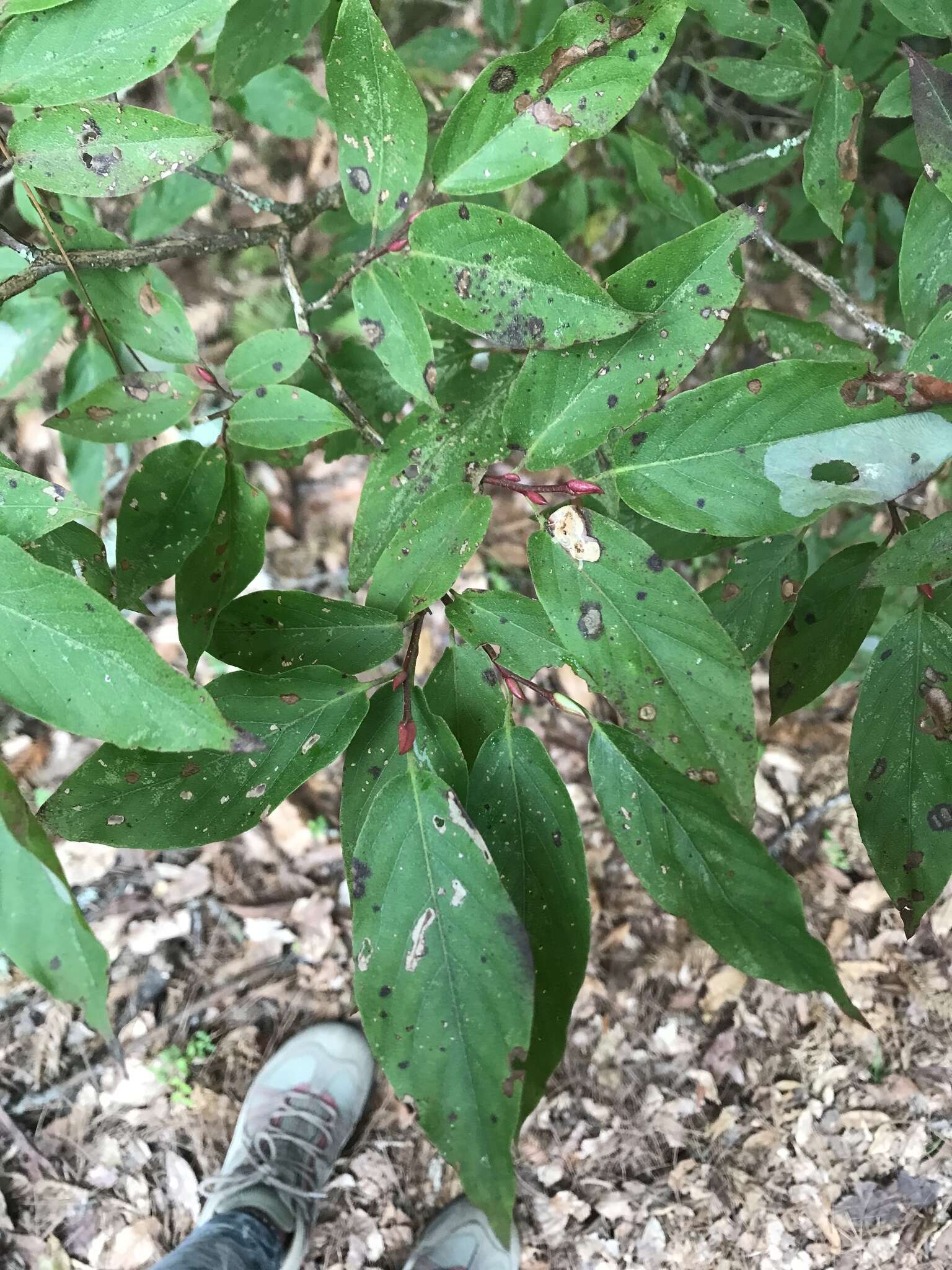 Image of Lyonia ovalifolia (Wall.) Drude