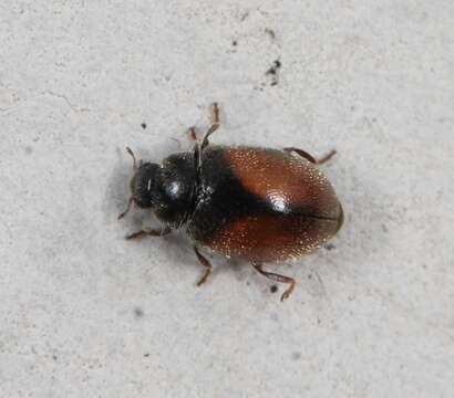 Image of Lady beetle