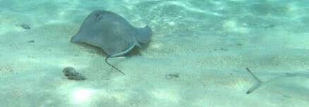 Image of Southern stingray