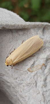 Image of orange footman