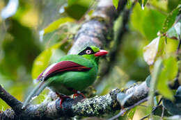 Image of Bornean Green Magpie