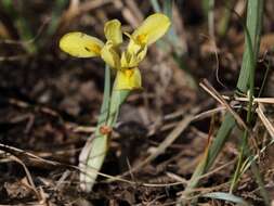 Plancia ëd Iris arenaria Waldst. & Kit.