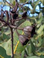 Image of Angophora hispida (Sm.) D. F. Blaxell