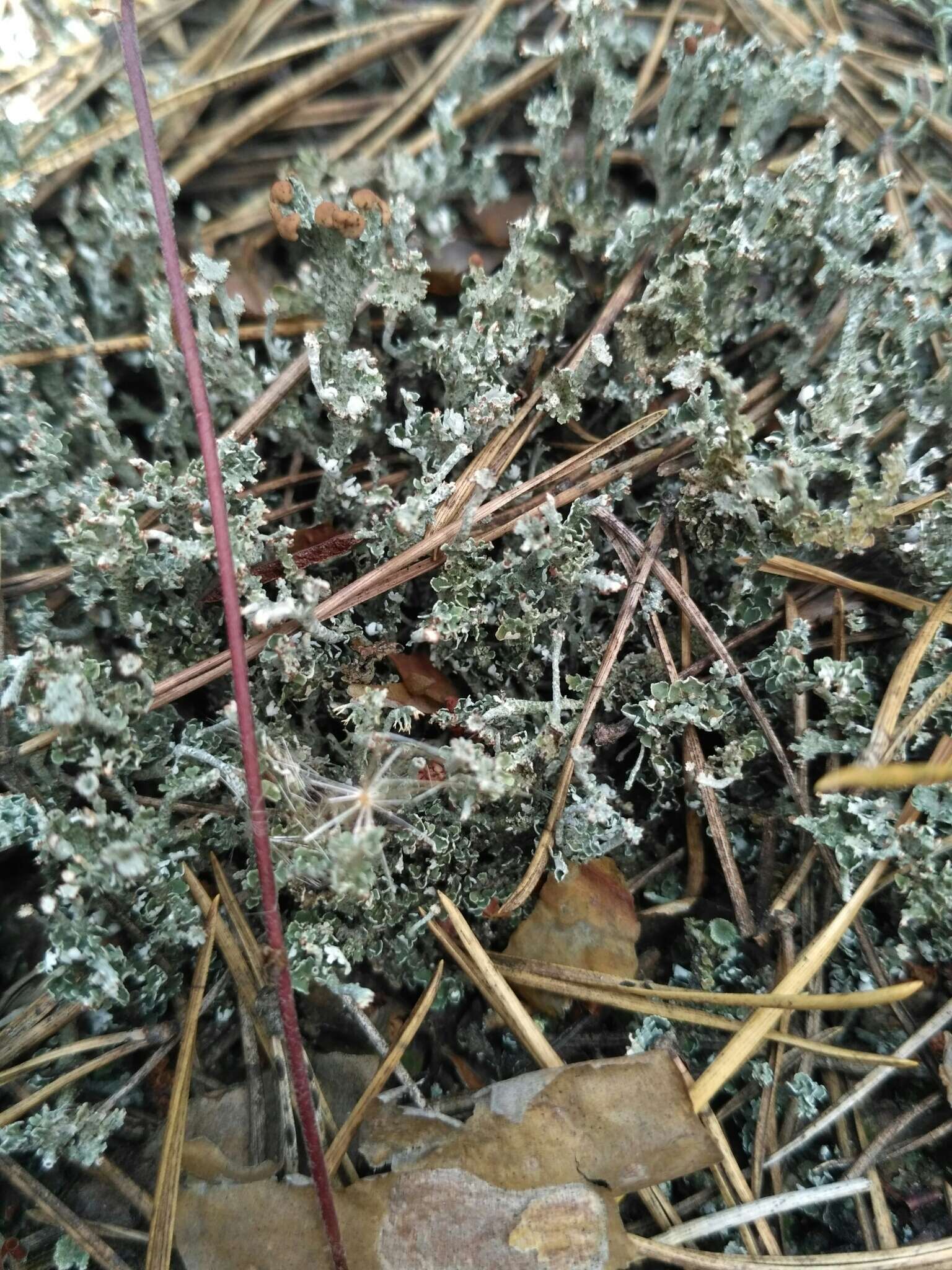 Image of cup lichen