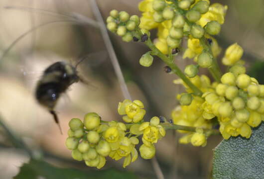 Sivun Bombus sitkensis Nylander 1848 kuva