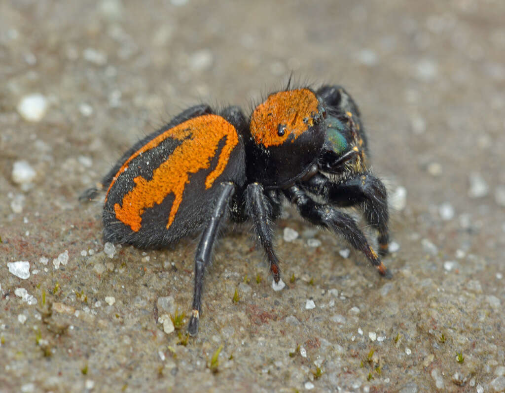 Image of Phidippus apacheanus Chamberlin & Gertsch 1929