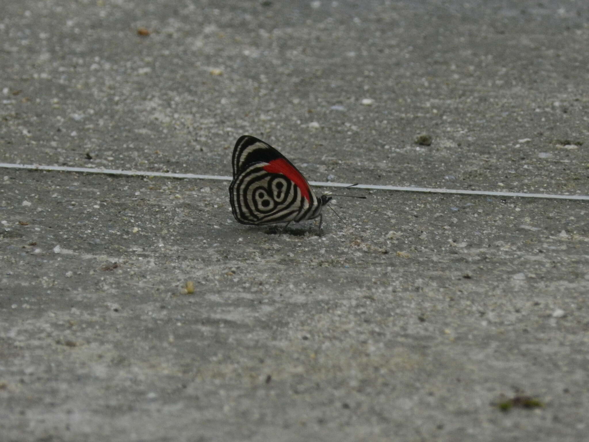 Image of 88 Butterfly