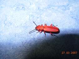 Image of Red Flat Bark Beetle