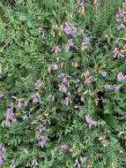 Imagem de Astragalus bourgovii A. Gray