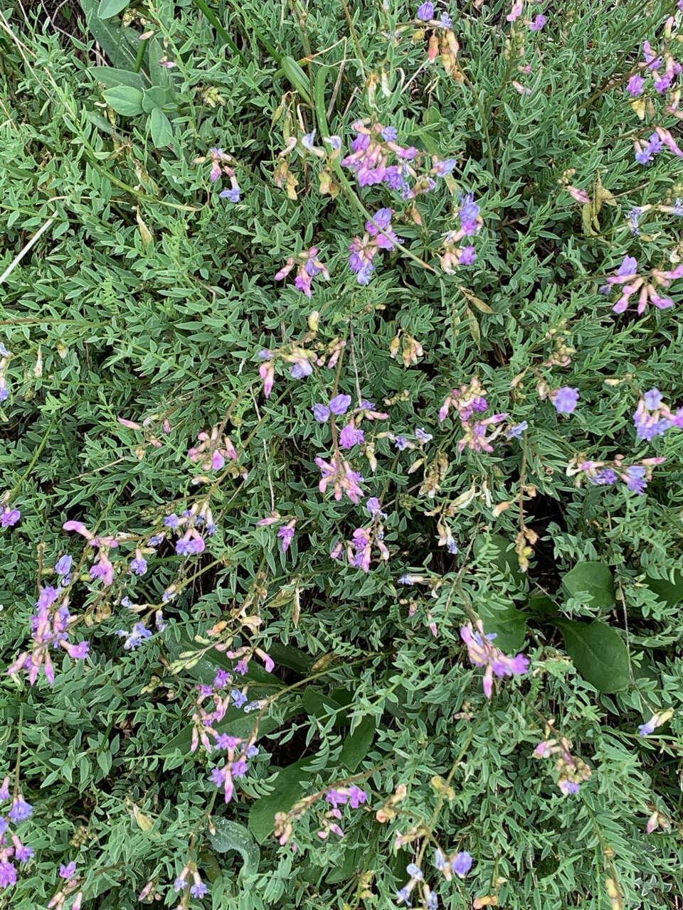 Imagem de Astragalus bourgovii A. Gray