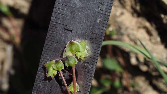 Image of Arizona pussypaws