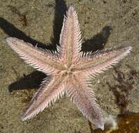 صورة Astropecten armatus Gray 1840