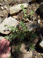 Image of Whitney's bristleweed