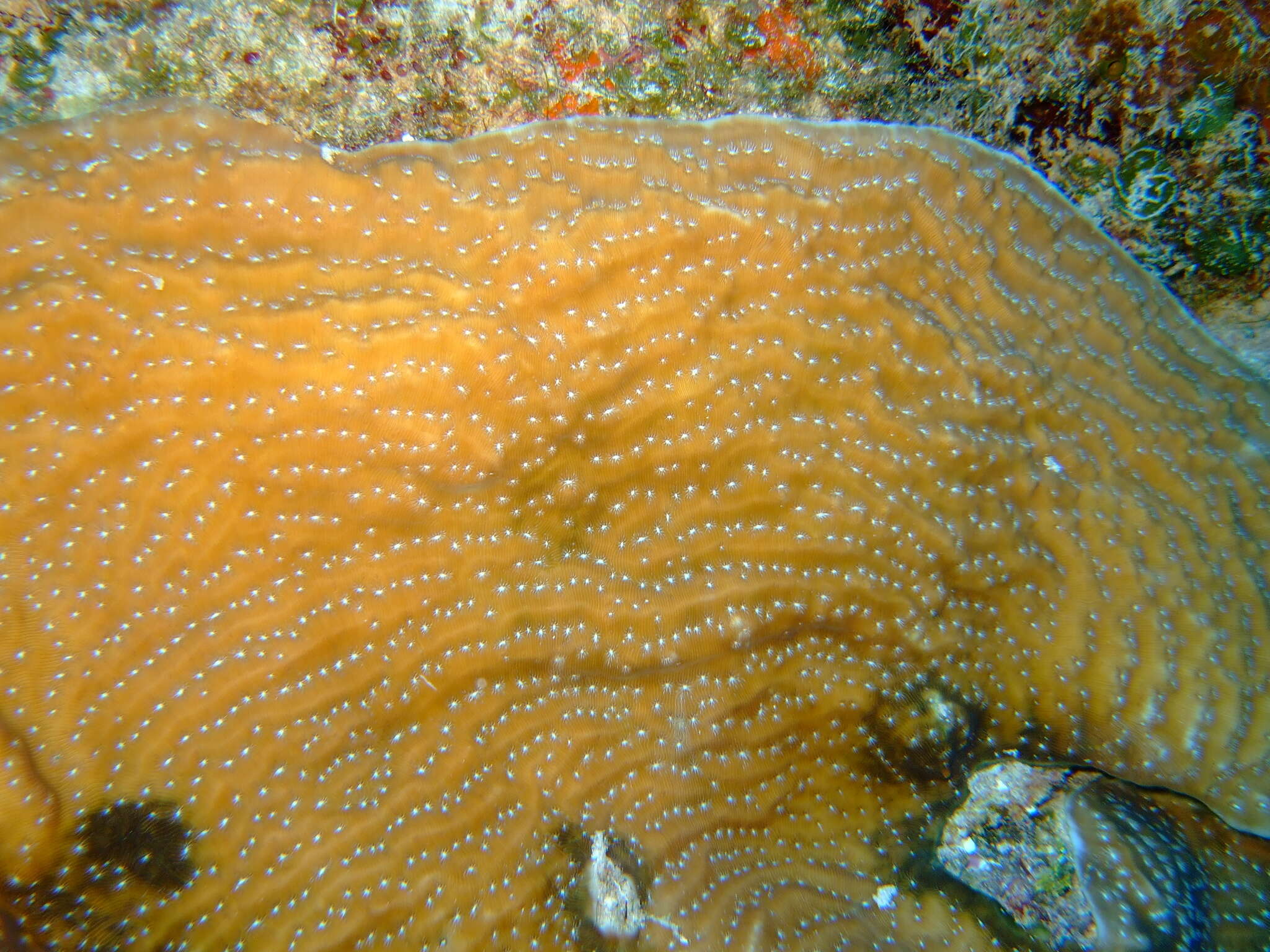 Image of Lamarck´s sheet coral