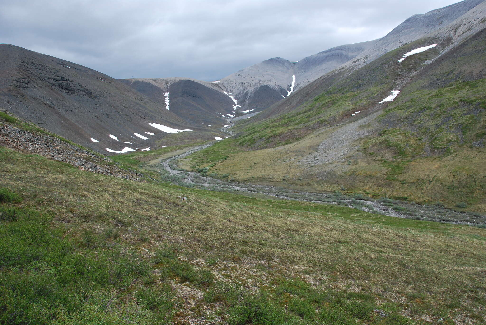 Image of Ogilvie Mountain springbeauty