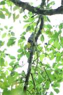 Image of Banded Fruit Dove