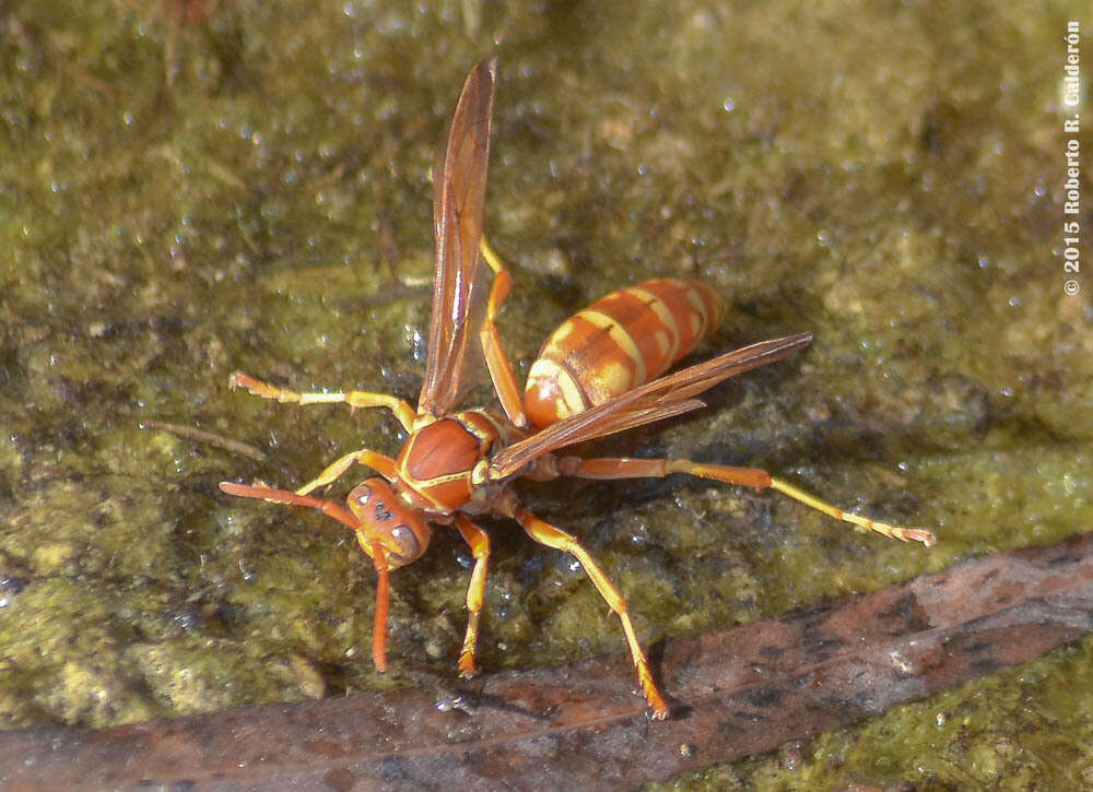 Image de Polistes apachus de Saussure 1857