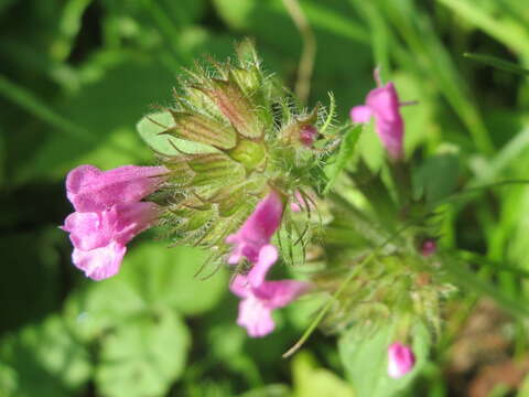 Image of wild basil