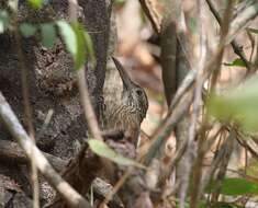 Image of Strong-billed Woodcreeper