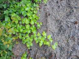 Image of Atlantic Ivy