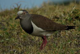 Image of Vanellus melanopterus minor (Zedlitz 1908)