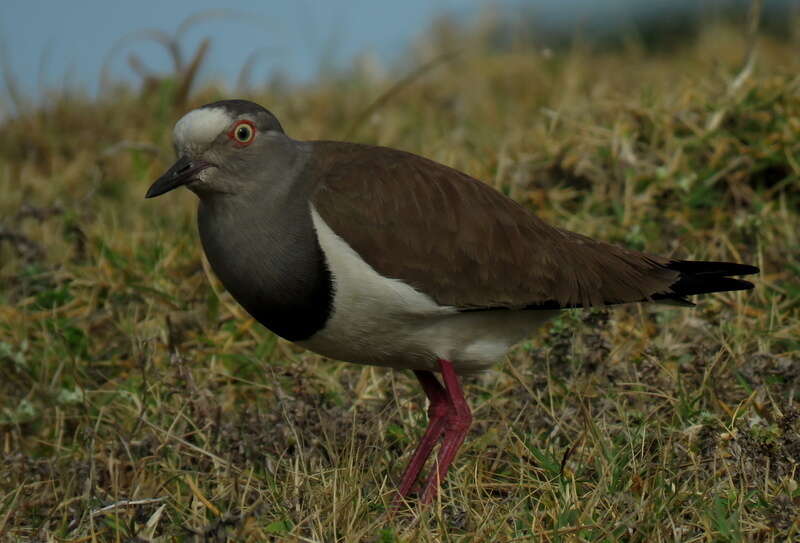 Image of Vanellus melanopterus minor (Zedlitz 1908)