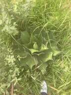 Image of Agave cupreata Trel. & A. Berger