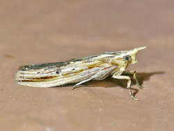 Ancylostomia resmi