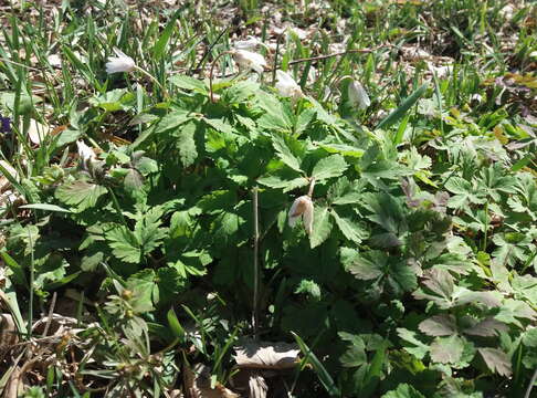 Image of Irkutsk anemone