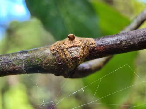 Imagem de Talthybia