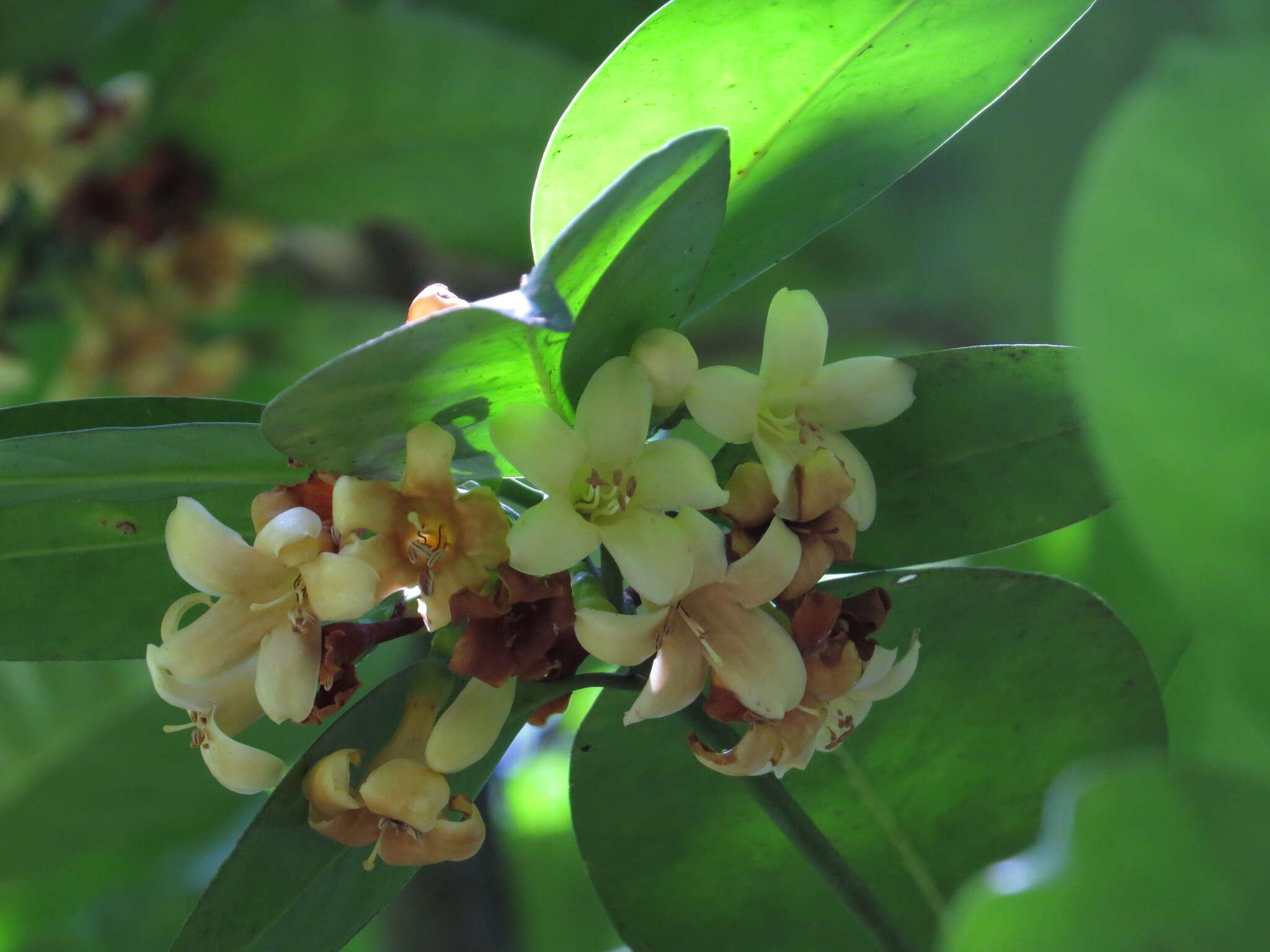 Image of Fagraea gracilipes A. Gray