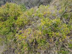 Chenopodium candolleanum subsp. candolleanum的圖片