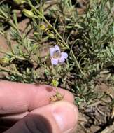 Plancia ëd Penstemon linarioides var. coloradoensis (A. Nelson) C. C. Freeman