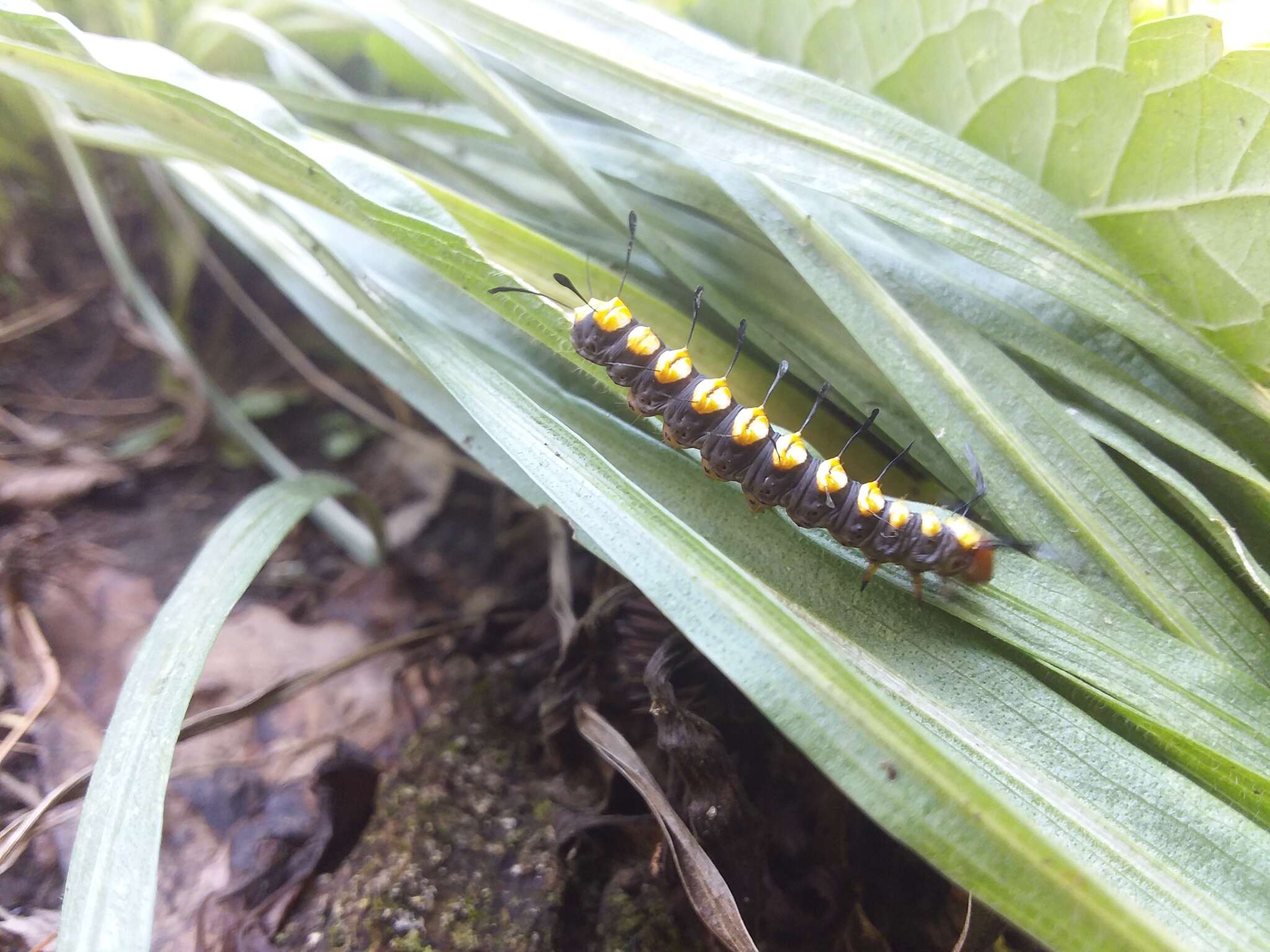 Слика од Acronicta funeralis Grote & Robinson 1866