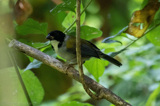 Image of Golden-winged Sparrow