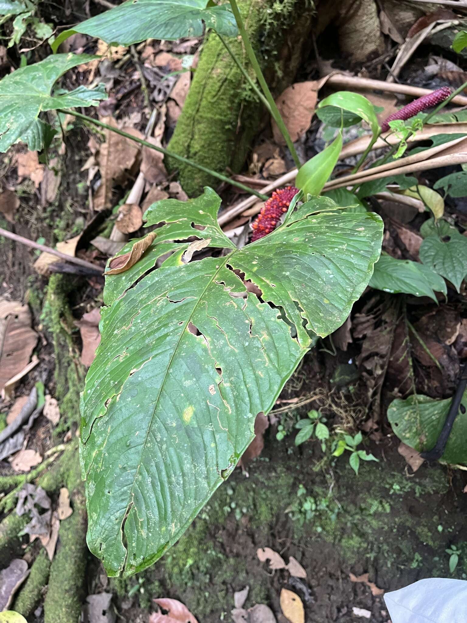 Image of Anthurium obtusilobum Schott