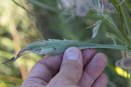 Imagem de Eryngium articulatum Hook.