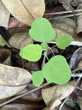 Image of pineland passionflower